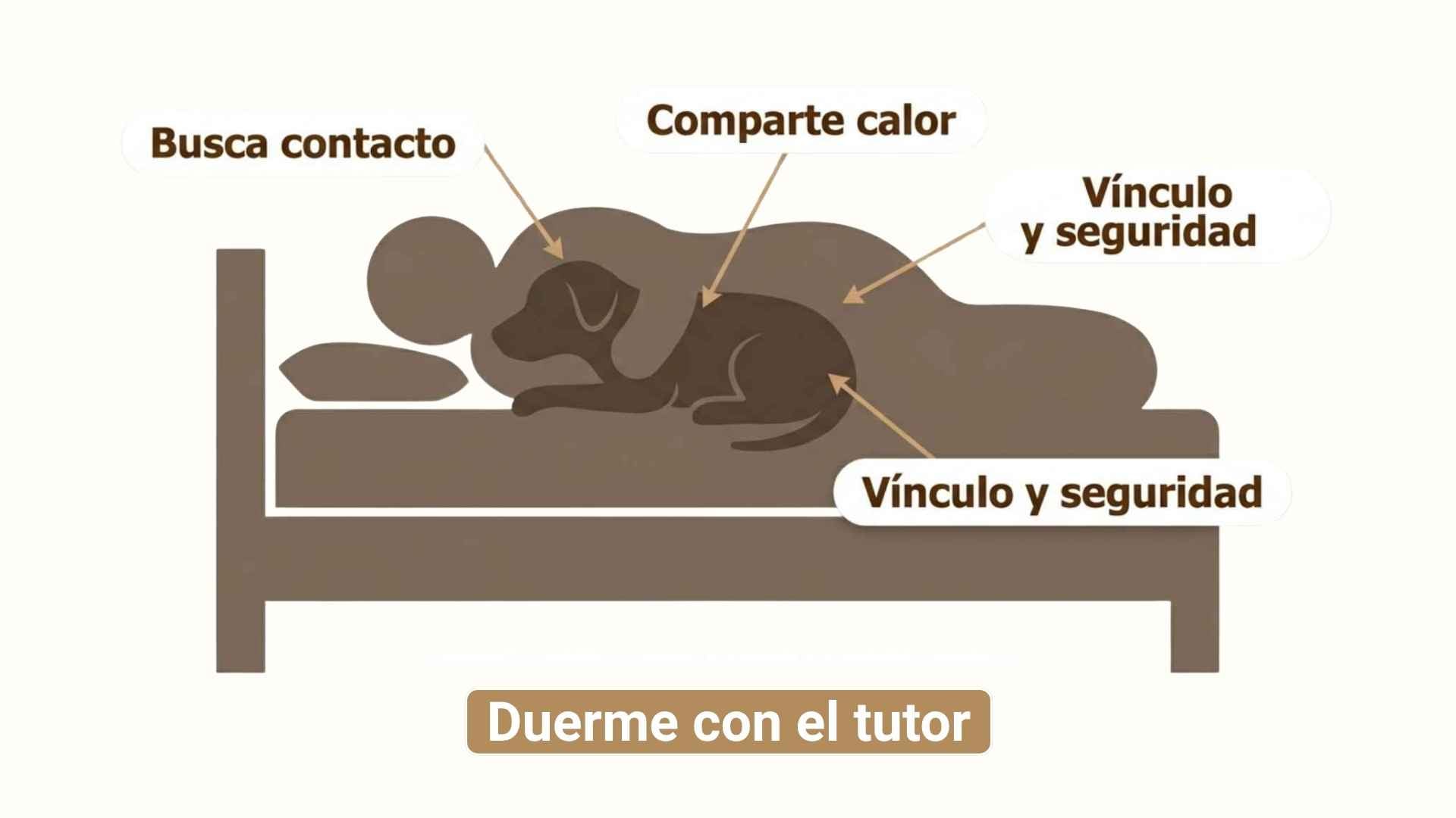 Perro duerme pegado a mi